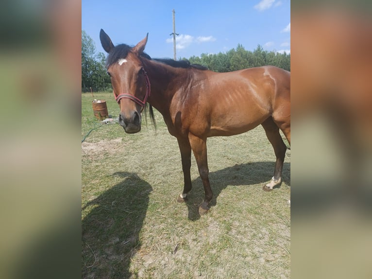 Irish Thoroughbred Mare 7 years 16,1 hh Brown in Gwizdały