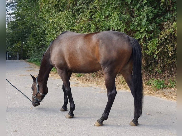 Irish Thoroughbred Mare 7 years 16.1 hh Brown in Bochum