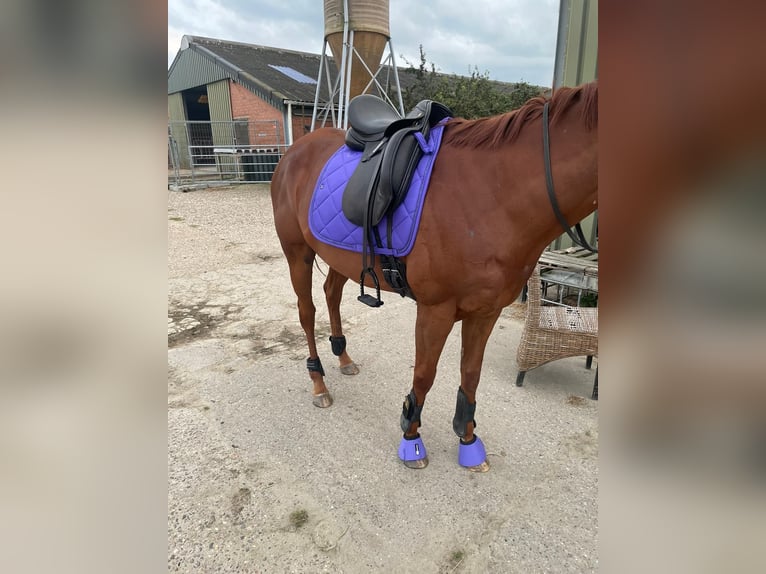 Irish Thoroughbred Mare 7 years 16,1 hh Chestnut in Koewacht