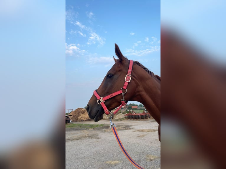 Irish Thoroughbred Mare 7 years 16,1 hh Chestnut in Koewacht