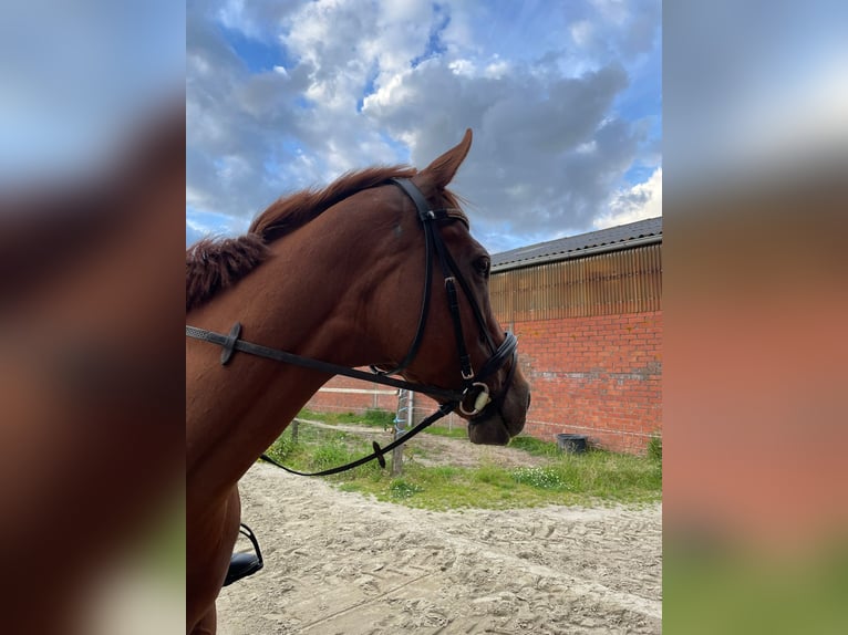 Irish Thoroughbred Mare 7 years 16,1 hh Chestnut in Koewacht