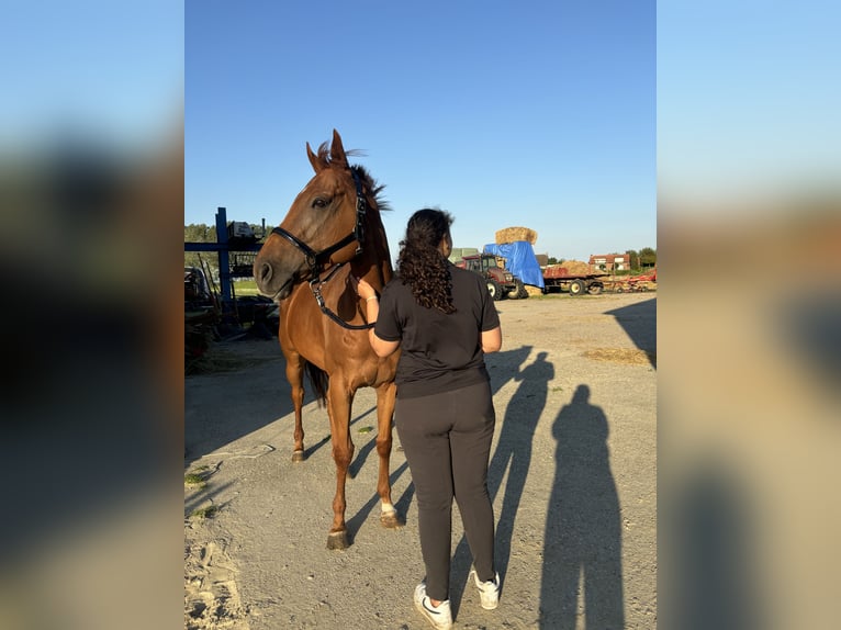 Irish Thoroughbred Mare 7 years 16,1 hh Chestnut in Koewacht