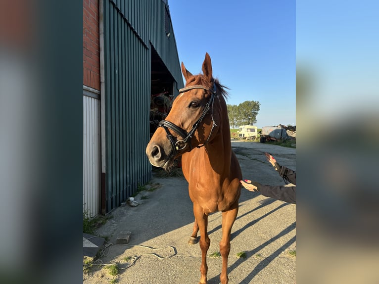 Irish Thoroughbred Mare 7 years 16,1 hh Chestnut in Koewacht