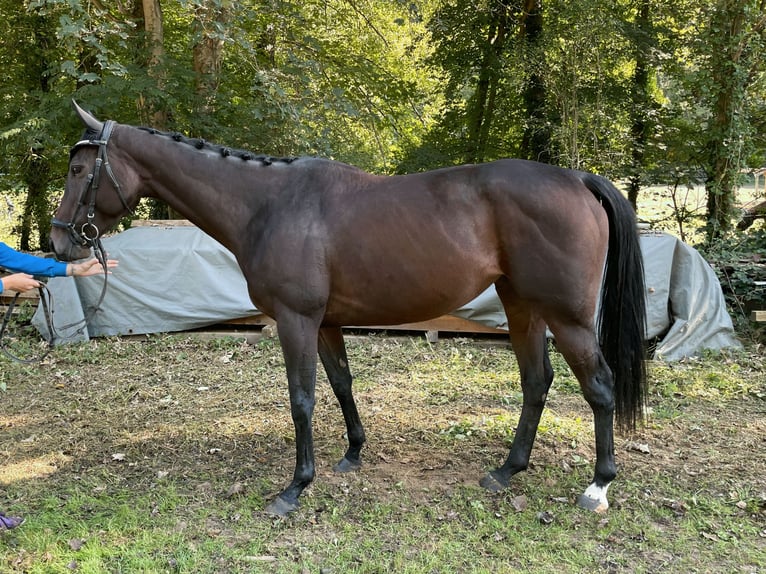 Irish Thoroughbred Mare 7 years 16 hh Bay-Dark in Kämpfelbach