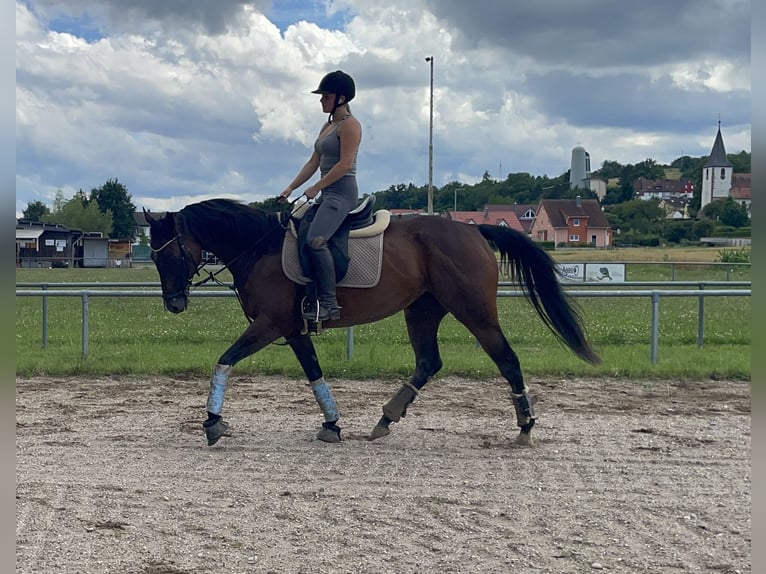 Irish Thoroughbred Mare 7 years 16 hh Bay-Dark in Kämpfelbach