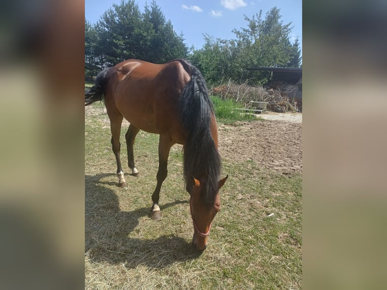 Irish Thoroughbred Mare 7 years 16 hh Brown in Gwizdały