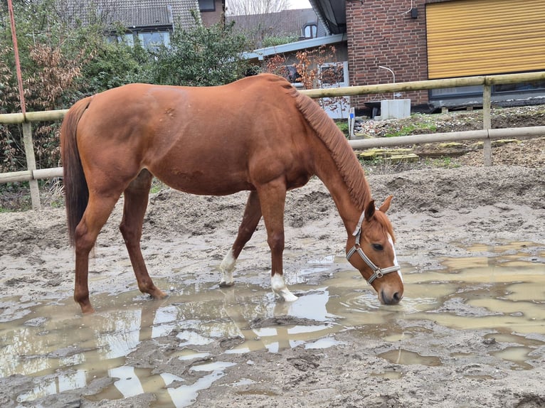 Irish Thoroughbred Mare 7 years 16 hh Chestnut-Red in Meerbusch