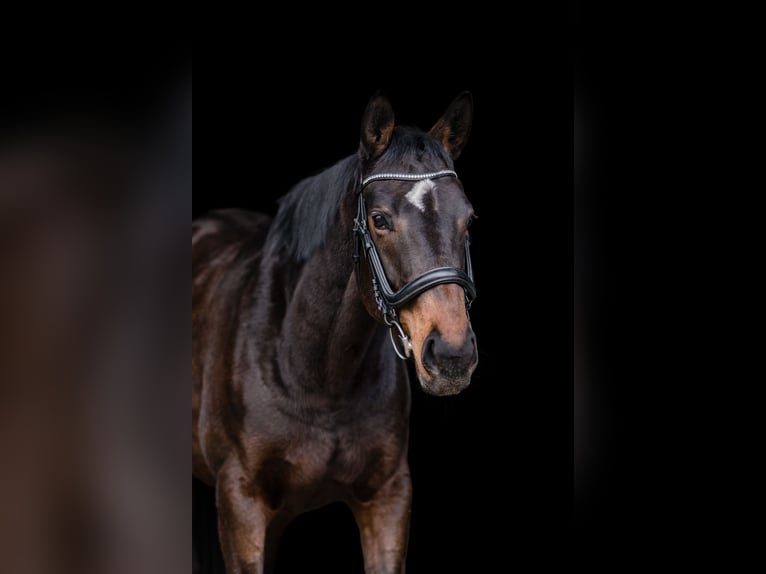 Irish Thoroughbred Mare 7 years 16,1 hh Brown in Bochum