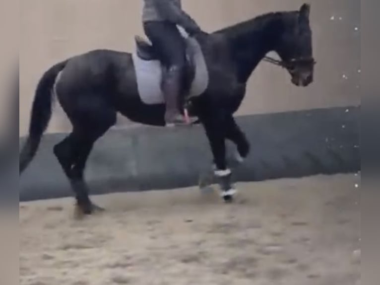 Irish Thoroughbred Mare 7 years Brown in Norderstedt