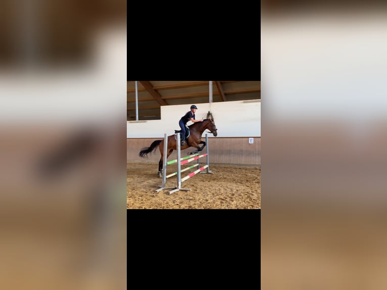 Irish Thoroughbred Mare 8 years 15.2 hh Brown in Hemau