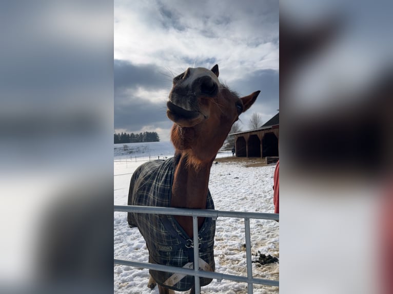 Irish Thoroughbred Mare 8 years 15.2 hh Brown in Hemau