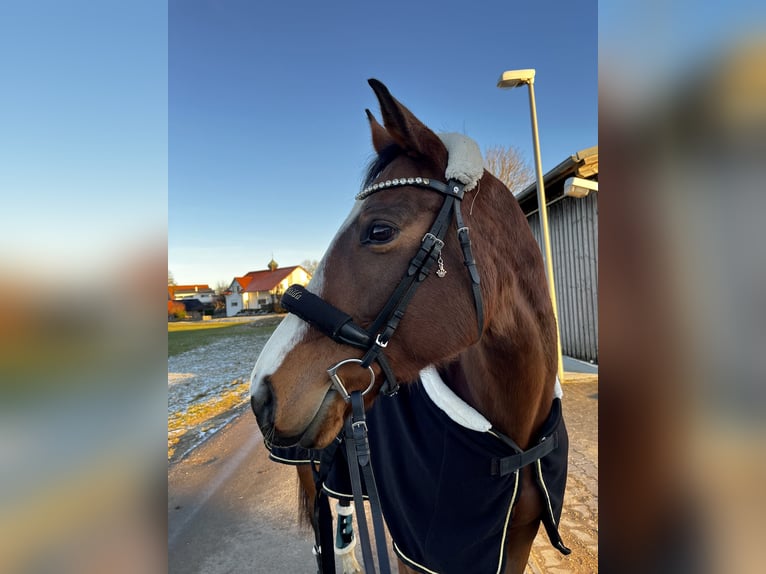 Irish Thoroughbred Mare 8 years 15.2 hh Roan-Bay in Seubersdorf in der Oberpfalz