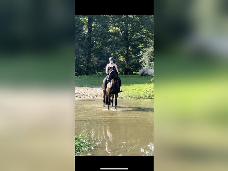 Irish Thoroughbred Mare 8 years 15,3 hh Smoky-Black in Nordkirchen