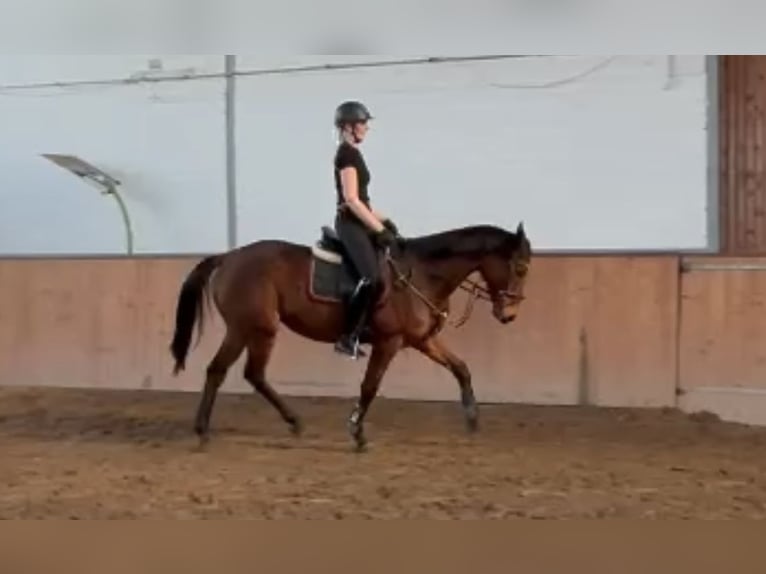 Irish Thoroughbred Mare 8 years 16,1 hh Brown in Grevenbroich