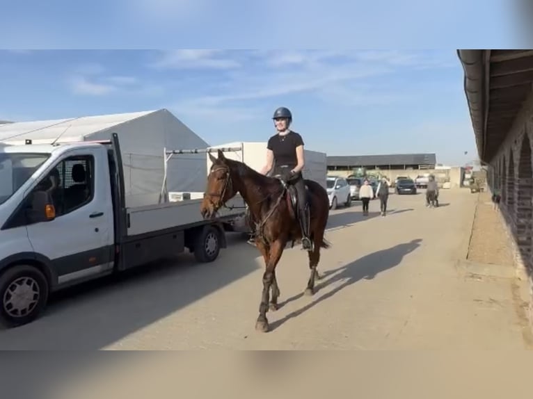 Irish Thoroughbred Mare 8 years 16,1 hh Brown in Grevenbroich