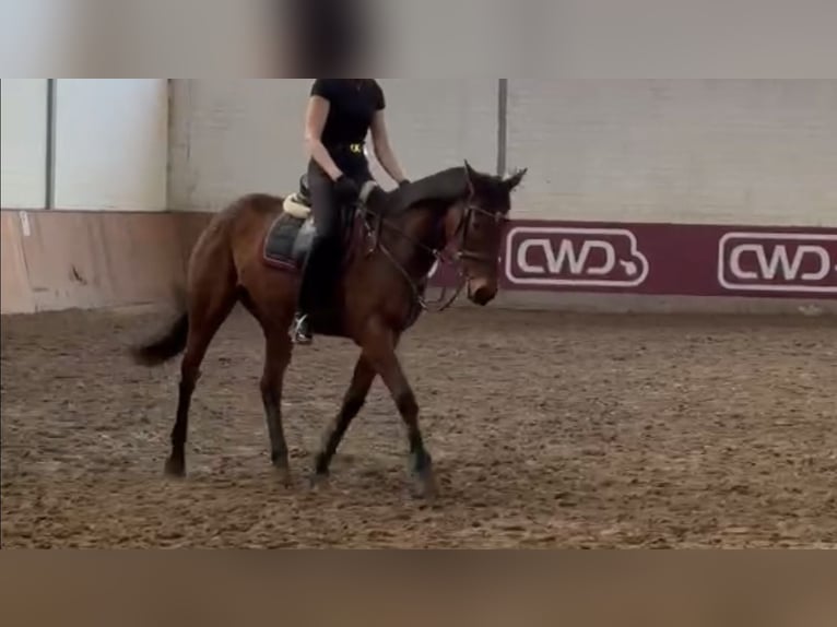 Irish Thoroughbred Mare 8 years 16,1 hh Brown in Grevenbroich