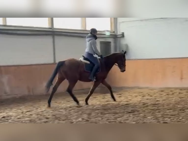 Irish Thoroughbred Mare 8 years 16,2 hh Brown in Grevenbroich