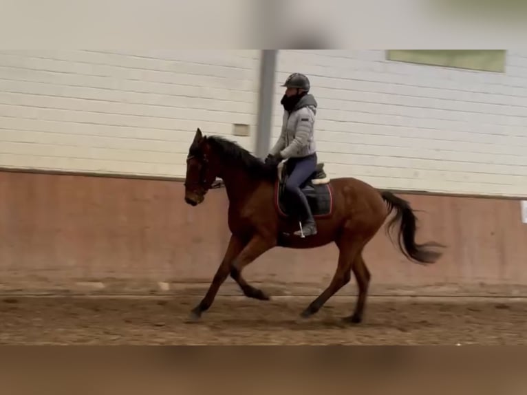 Irish Thoroughbred Mare 8 years 16,2 hh Brown in Grevenbroich