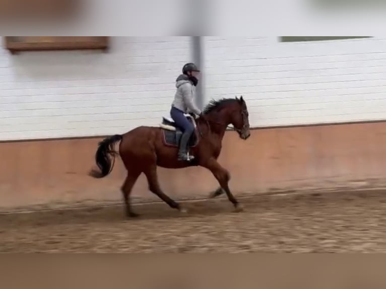 Irish Thoroughbred Mare 8 years 16,2 hh Brown in Grevenbroich