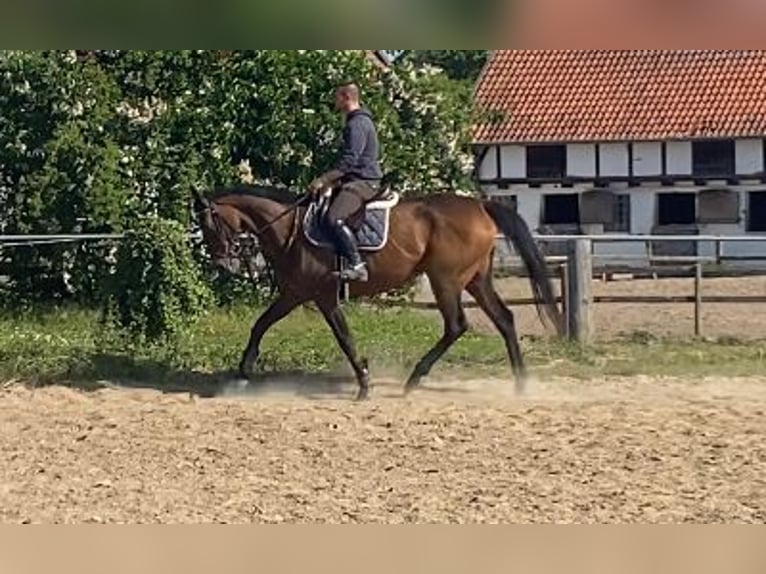Irish Thoroughbred Mare 8 years 16 hh Bay-Dark in Elze Esbeck