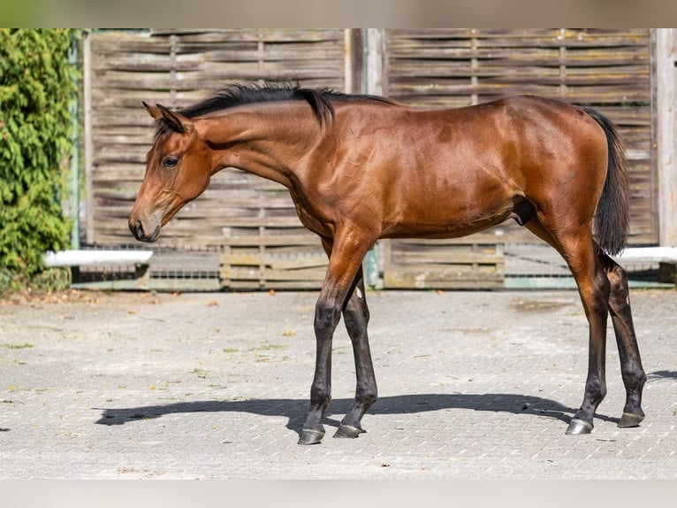 Irish Thoroughbred Mare 8 years 16 hh Brown in Taunusstein