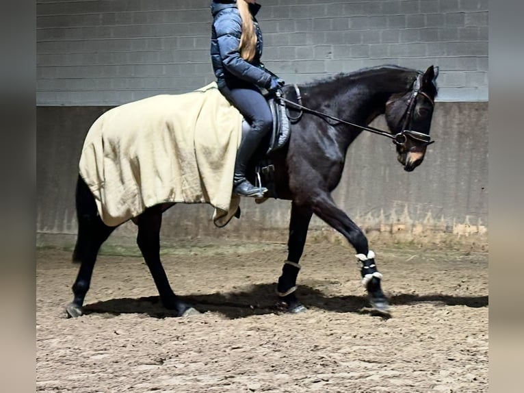 Irish Thoroughbred Mare 8 years 16 hh Brown in Barsinghausen