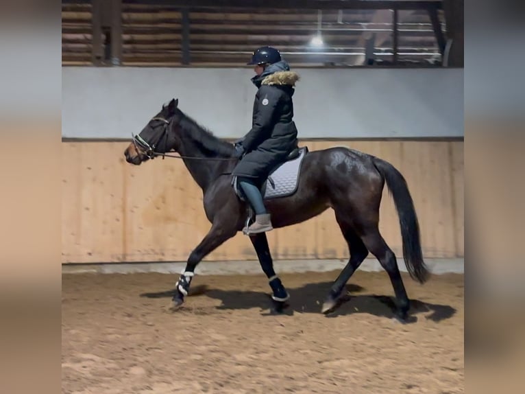 Irish Thoroughbred Mare 8 years 16 hh Brown in Barsinghausen