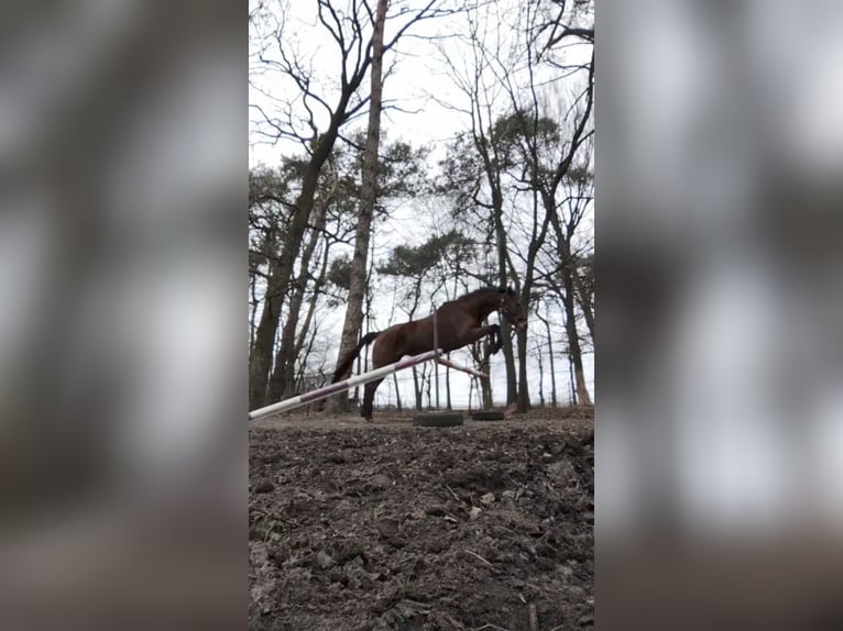 Irish Thoroughbred Mare 8 years 16 hh Brown in Wintelre