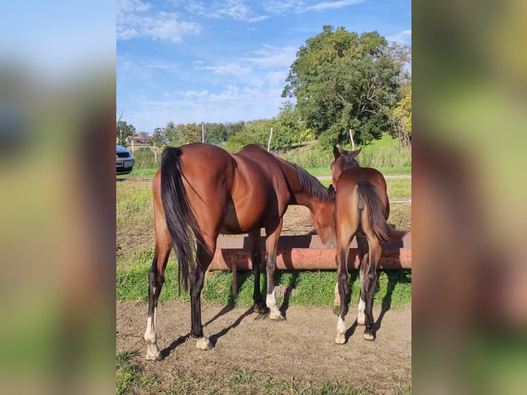 Irish Thoroughbred Mare 8 years 16 hh Brown in Sárbogárd