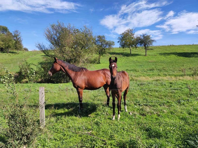 Irish Thoroughbred Mare 8 years 16 hh Brown in Sárbogárd