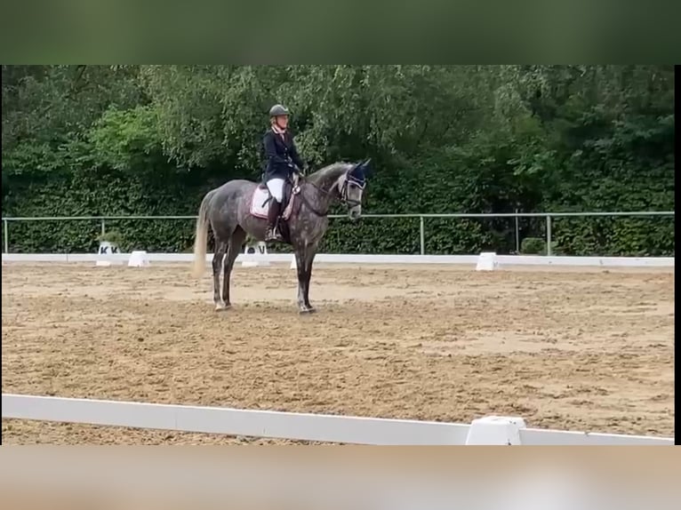 Irish Thoroughbred Mare 8 years 16 hh Gray in Biebesheim am Rhein