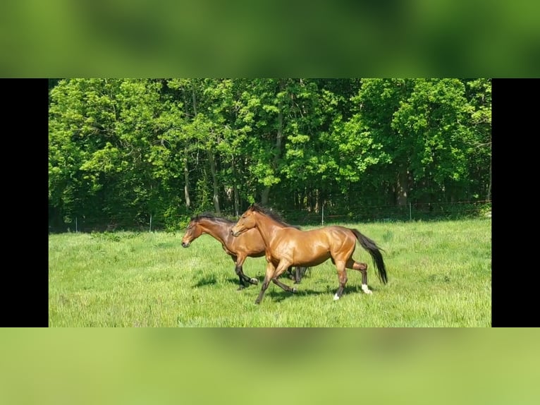 Irish Thoroughbred Mare 9 years 16 hh in Steinbergkirche