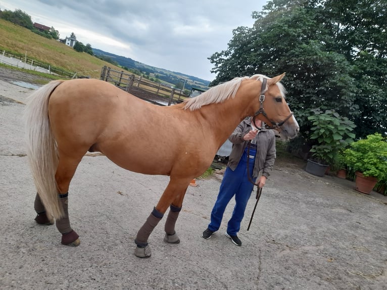 Irish Thoroughbred Mix Stallion 1 year 13,2 hh Brown in Kirchheim