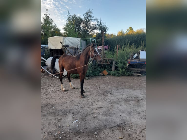 Irish Thoroughbred Mix Stallion 1 year 13,2 hh Brown in Kirchheim