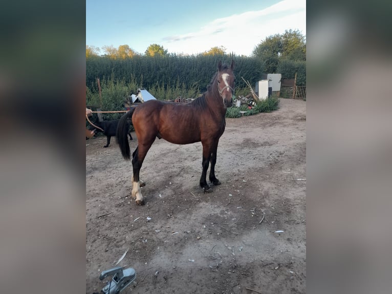 Irish Thoroughbred Mix Stallion 1 year 13,2 hh Brown in Kirchheim