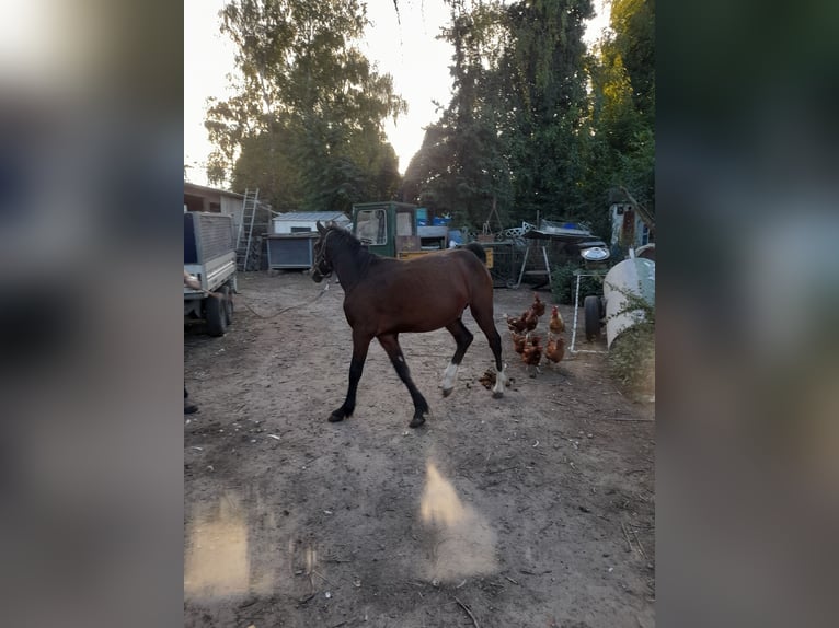 Irish Thoroughbred Mix Stallion 1 year 13,2 hh Brown in Kirchheim