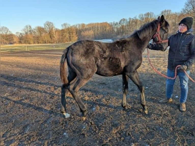 Irish Thoroughbred Stallion 1 year Gray-Dark-Tan in wroclaw