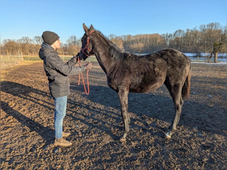 Irish Thoroughbred Stallion 1 year Gray-Dark-Tan in wroclaw