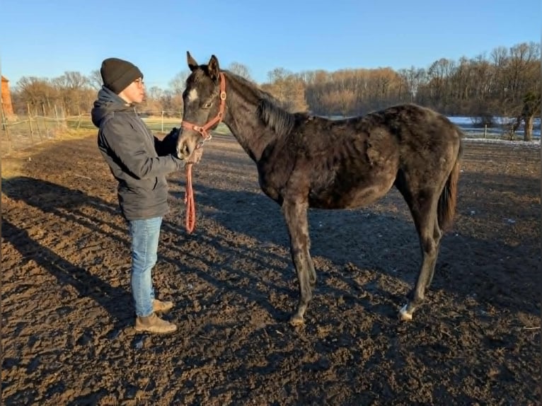 Irish Thoroughbred Stallion 1 year Gray-Dark-Tan in wroclaw