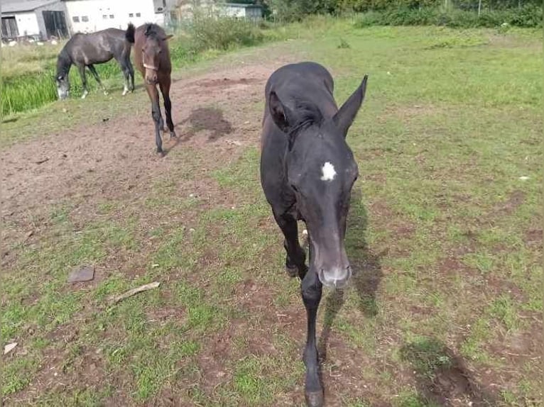 Irish Thoroughbred Stallion 1 year Gray-Dark-Tan in wroclaw