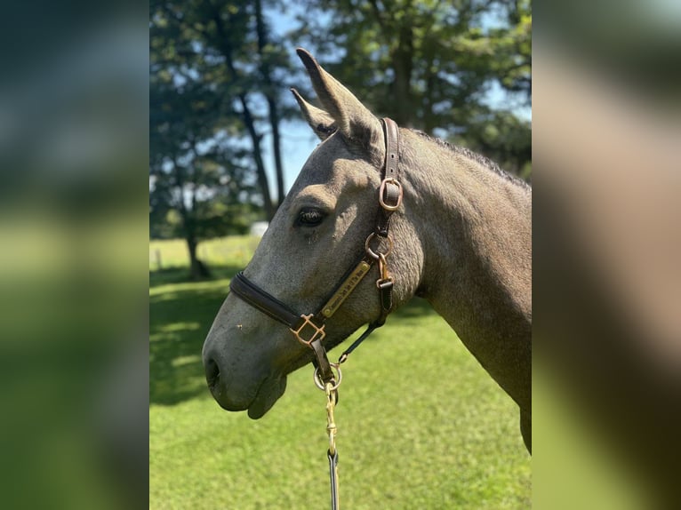 Irish Thoroughbred Stallion 2 years 15 hh Bay in Kraków