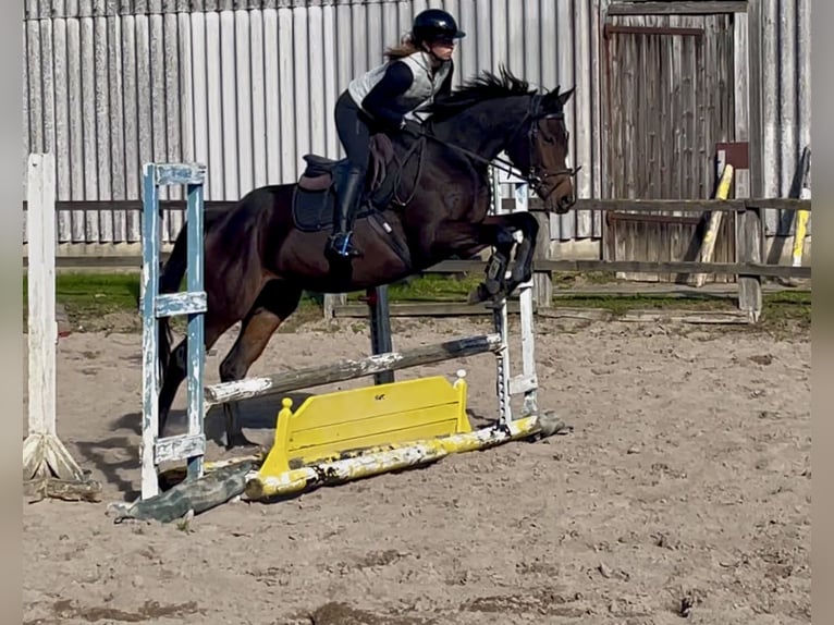 Irish Thoroughbred Stallion 4 years 15,2 hh Bay-Dark in Lensahn