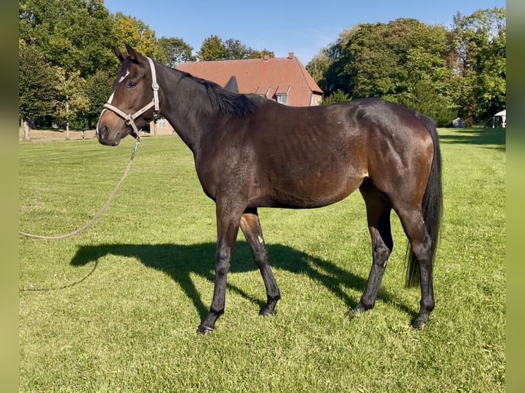 Irish Thoroughbred Stallion 4 years 15,2 hh Bay-Dark in Lensahn
