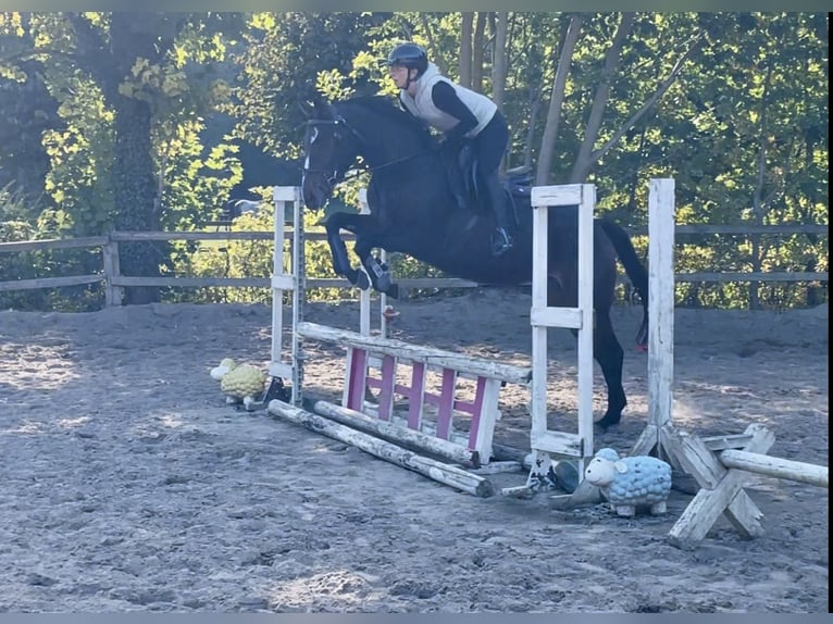 Irish Thoroughbred Stallion 4 years 15,2 hh Bay-Dark in Lensahn