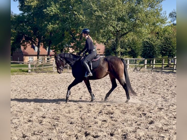 Irish Thoroughbred Stallion 4 years 15,2 hh Bay-Dark in Lensahn
