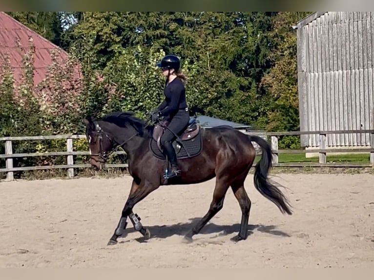 Irish Thoroughbred Stallion 4 years 15,2 hh Bay-Dark in Lensahn
