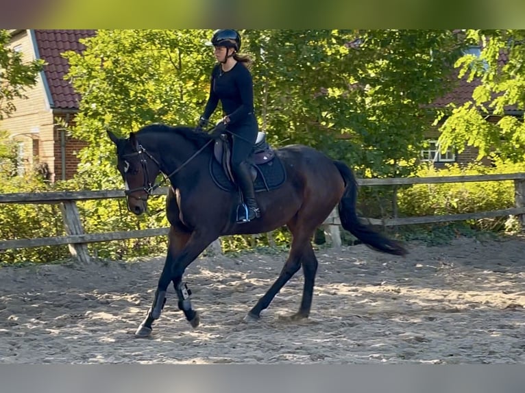 Irish Thoroughbred Stallion 4 years 15,2 hh Bay-Dark in Lensahn