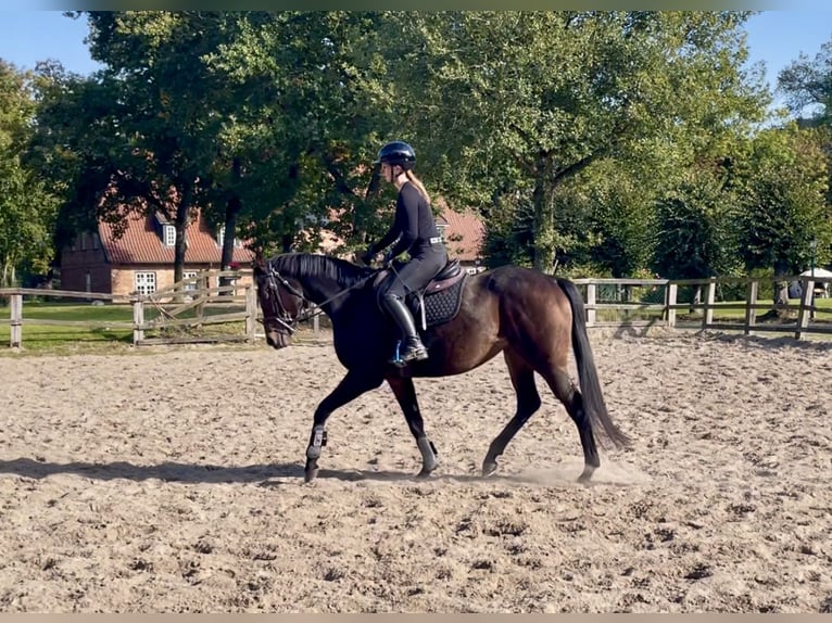 Irish Thoroughbred Stallion 4 years 15,2 hh Bay-Dark in Lensahn