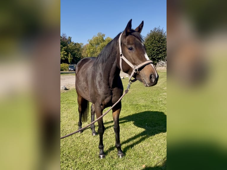 Irish Thoroughbred Stallion 4 years 15,2 hh Bay-Dark in Lensahn