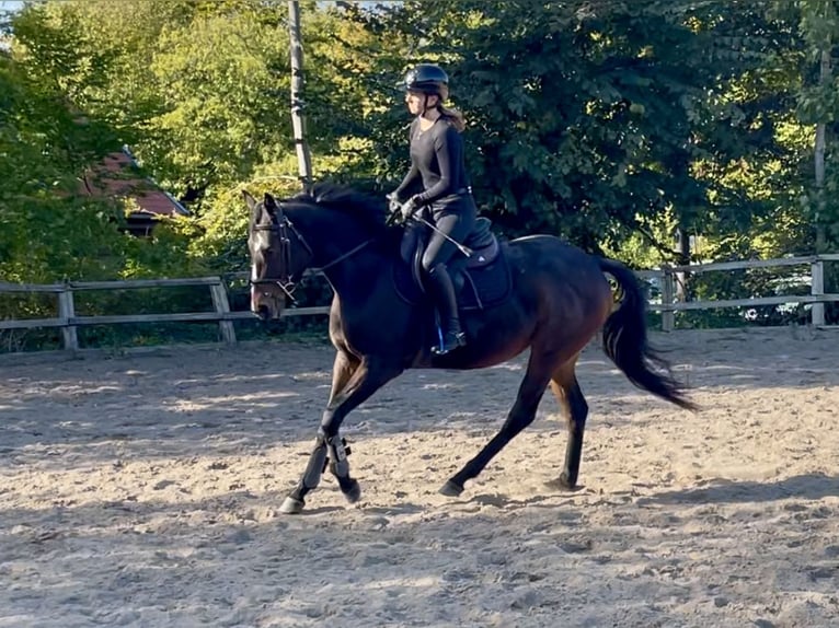 Irish Thoroughbred Stallion 4 years 15,2 hh Bay-Dark in Lensahn